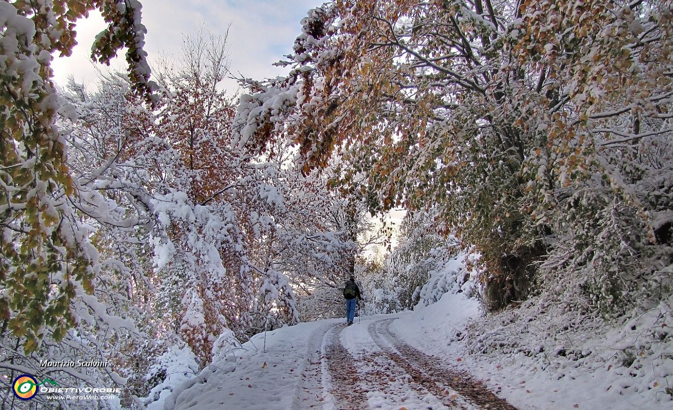 02 Il bosco....JPG